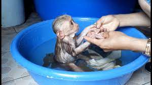 Baby monkey bath time | abu's nighttime routine please supscribe for more videos thank you so much! Abu Loves Bath Everyday Youtube