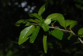 Image result for Carpolobia goetzei