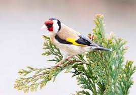 Birds And Their Nests Pictures Uk Wild Birds And The Law Northumberland Wildlife Trust Wild Birds Bird Photography Birds