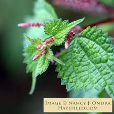 Image result for Barleria boehmii