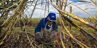 Vehicles regarding the capability of using up to e10 and it is more commonly found throughout the state of queensland due to its large sugarcane farming regions. Covid 19 Hits Ethanol Industry In Brazil
