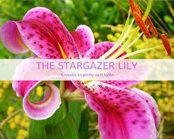 The stargazer is likely the flower picture when you hear the word lily. Grow Stargazer Lily Gardenologist