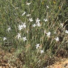 Image result for Aptosimum lineare