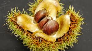 It is the largest north american species in the willow family and was the first tree species to be american holly typically grows as an understory tree in forests. To Save Iconic American Chestnut Researchers Plan Introduction Of Genetically Engineered Tree Into The Wild Science Aaas