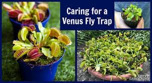 Venus Fly Trap Care How To Water Feed Tend This Carnivorous Plant