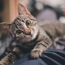 Use the nationwide database of cats looking for good homes below! Buying A Kitten Download The Kitten Checklist Cats Protection