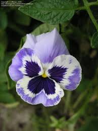 Pansy Maxim Marina I Don T Think You Can Get These Anymore But Back In The 90 S They Were My Favorite Pansy Pansies Flowers Wonderful Flowers Viola Flower