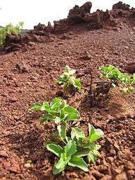 Image result for Acanthospermum australe