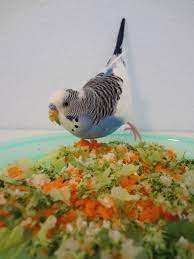 Best Foods To Feed Your Pet Budgie Budgies Bird Parakeet Food Parakeet Cage