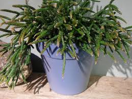 2 more photos view gallery. Rhipsalis The Palm Room