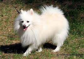 صورة الألمانية سبيتز German Spitz Dogs Animals
