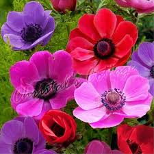 40 Anemone Mr Fokker Sylphide Beautiful Spring Flower Autumn Growing Bulb Corm Bulb Flowers Growing Bulbs Anemone