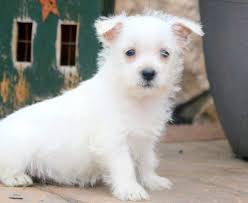 Brandon wimbush (born december 17, 1996 in teaneck, new jersey) is an american football quarterback who played for notre dame and ucf. Bouncing Brandon West Highland Terrier Puppy For Sale Keystone Puppies West Highland Terrier Puppy Highlands Terrier West Highland Terrier
