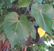 Image result for Thespesia