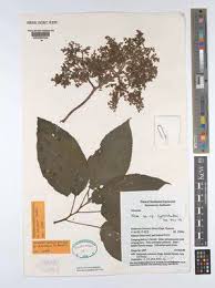 Image result for Scepocarpus hypselodendron