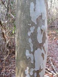 Image result for Bivinia jalbertii