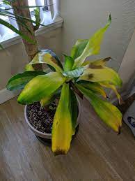 Mass Cane Leaves Turning Yellow Please Help Mass Cane Plants Leaves