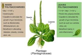Image result for Plantago palmata