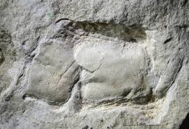 Image result for Dasylepis