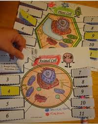 • all cells come from preexisting cells through cell division. Animal Cells Plant Cells Powerpoint Presentation Bundle By Mrs G Classroom