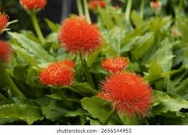 Image result for Scadoxus multiflorus