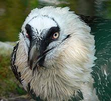 Buy 'gypaetus barbatus' by mythos57 as a sticker. Bartgeier Wikipedia