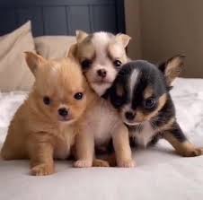 Feel free to browse hundreds of active classified puppy for sale. Teacup Chihuahua Puppies For Sale Near Pets And Animals For Sale Facebook