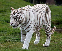 Reed, elizabeth c., «white tiger in my house.» national geographic may 1970. White Tiger Wikipedia