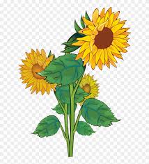 Free Free 58 Clipart Sunflower Jpg SVG PNG EPS DXF File