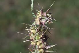 Image result for Cenchrus incertus