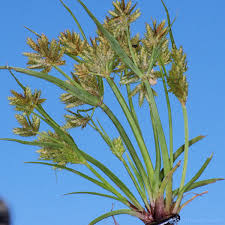 Image result for Cyperus squarrosus