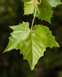 Image result for Platanus
