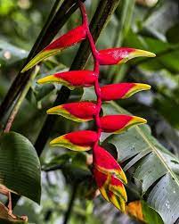 Happy Valentine S Day I M In Love With This Stunning Tropical Plant The Heliconia Rostrata Or Commonly Known As Th Tropical Plants Heliconia Tropical Flowers