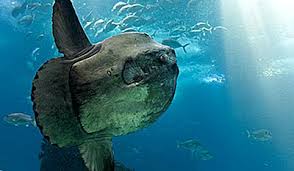 Cel mai ameninţat mamifer marin din lume ar putea dispărea in 4 ani descopera ro. Cele Mai Mari Animale Din Ocean 2021