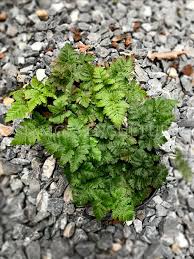 Image result for Davalliaceae