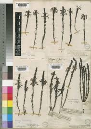 Image result for Striga bilabiata