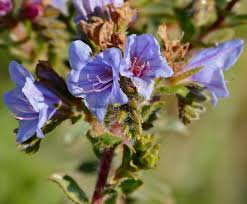 Image result for Boraginaceae