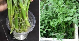 Roll daun anggur campur sayuran larenzi. Patutlah Viral Resepi Gulai Kerutuk Kelantan Memang Sedap Superb Keluarga