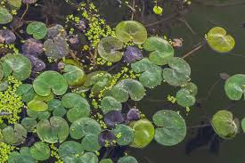 Image result for Hydrocharitaceae