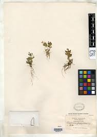 Image result for Craterostigma nummulariifolium
