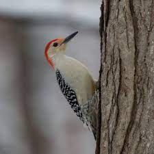 The arizona types of woodpeckers and strickland types of woodpeckers look the same. Six Types Of Woodpeckers Regularly Seen In Area Journalnow Com