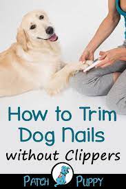 Pin On Dogs And Puppies