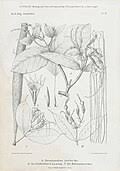 Image result for Strophanthus bequaertii