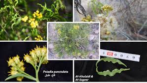 Image result for Psiadia punctulata