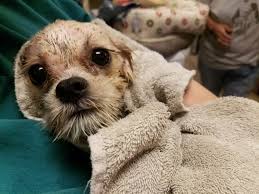 Image result for what do lice look like in dog fur