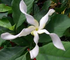 Image result for Tabernaemontana