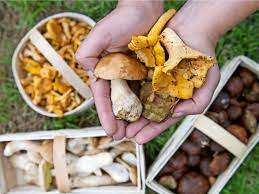 Wer gerne pilze selber züchtet, findet im handel oft zuchtsets für braunkappen. Diese Regeln Sind Beim Pilze Sammeln Zu Beachten