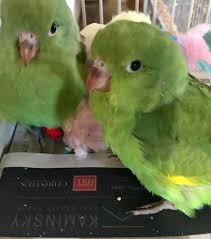 See more ideas about parakeet, parrot, birds. Grey Cheeked Parakeet Home Facebook