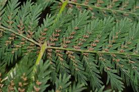 Image result for Osmundaceae