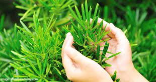 Check spelling or type a new query. Growing Podocarpus Macrophyllus Care Tips For The Fern Pine